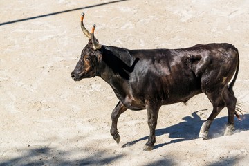 Course camarguaise avec cornes emboulées.
