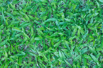 Natural green grass texture in only top view
