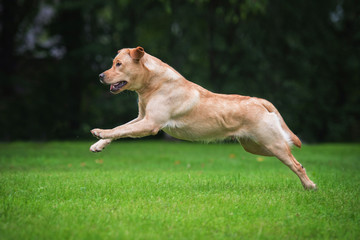 Labrador retriever dog running in summer
