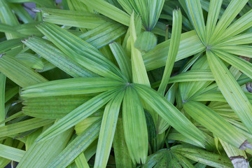 palm leaves texture in nature layer