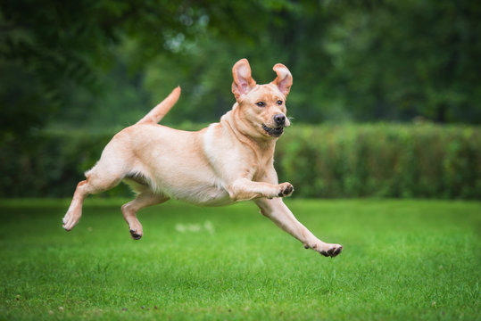 Funny labrador retriever dog playing in the park