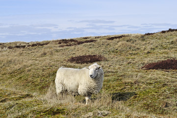 Schaf auf Sylt