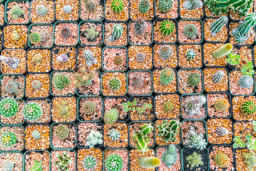 Fototapeta premium Beautiful small cactus field .