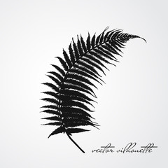 Fern
