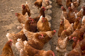 portrait of chicken in a typical free range poultry organic farm