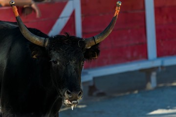 Course camarguaise avec cornes emboulées.