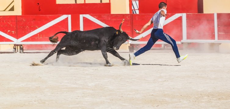 Course camarguaise avec cornes emboul&eacute;es.