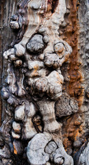 Tree burl texture - old growth forest in Australia