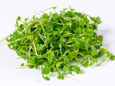 Ruccola sprouts