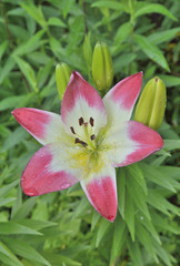 Cultivated lily 1