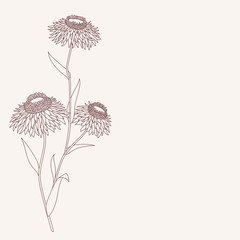 Linear flower drawing detailed vector illustration