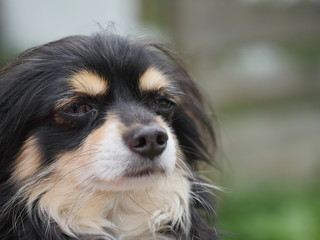 dachs dog portrait