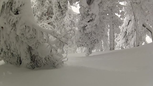 Esqu&iacute; bosque