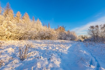 Snow covered countryside with trees