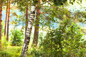 Fototapeta premium forest on the shore of lake
