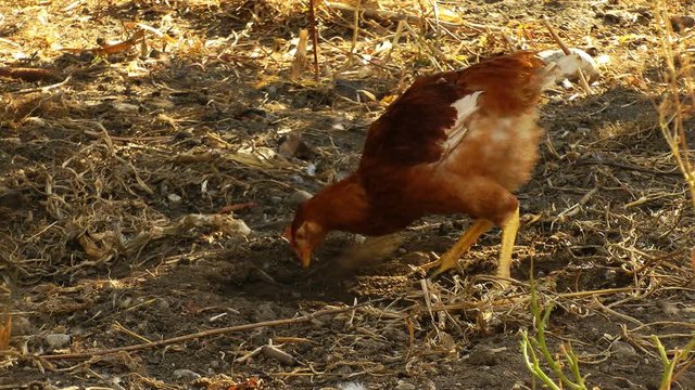 healthy domestic chicken eating