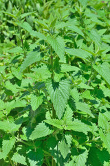 Lemon balm