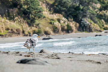 Seagull walking in the sun