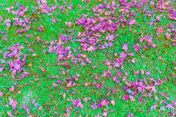 Red Yellow autumn maple leaves on fresh spring green grass