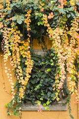 Fototapeta na wymiar Window covered with ivy and hanging vine