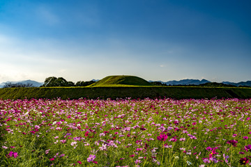 コスモス　西都原古墳群