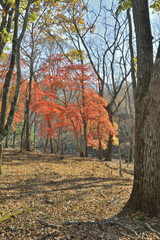 Autumn maples 7