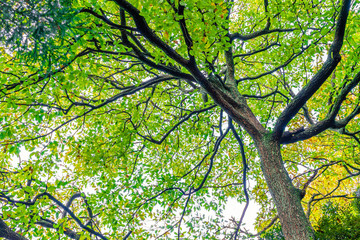 Forest trees