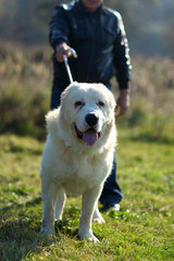 Cute dog walks on leash