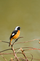 ジョウビタキ　オス