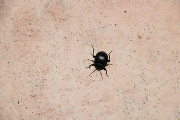 Interesting black bug on the wall