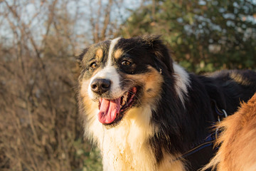 Tricolor black dog | Australian Shepherd