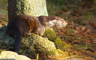 Otter