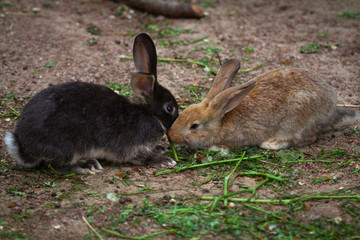 group of two  brown rabbits  eat