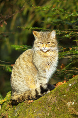 Sitting Wild Cat