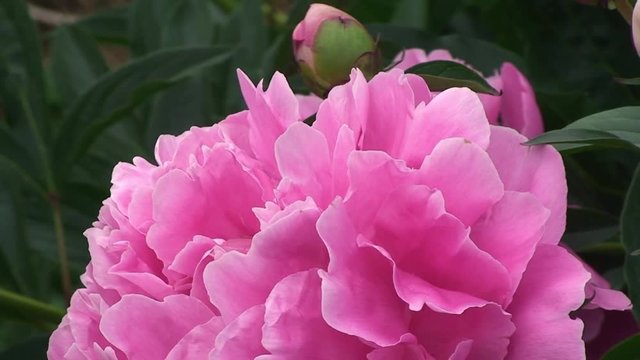 Eine rosa Pfingstrosenblüte mit einer Knospe als Begleitung bewegt sich im Wind (Makroaufnahme)