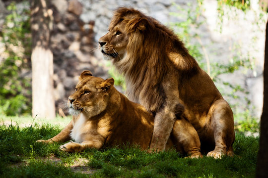 couple love lions
