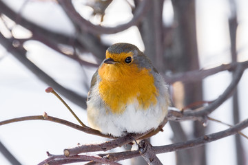 robin on a branch