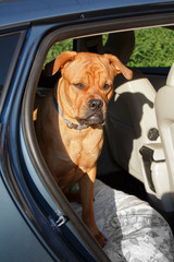 Big red dog sitting on guard and looking attentive in back end of a car