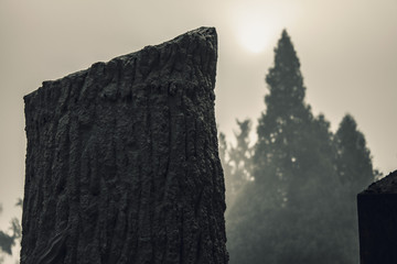 Tree Shadow Abstraction