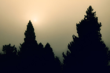 Tree Shadow Abstraction