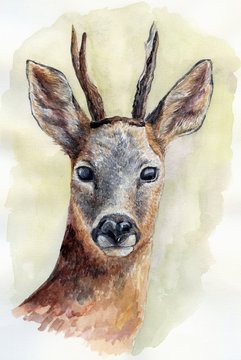 Watercolor deer portrait 