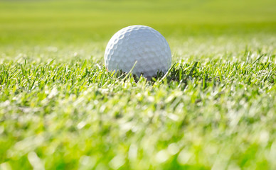 Golf ball close-up on green grass background at sun lights.