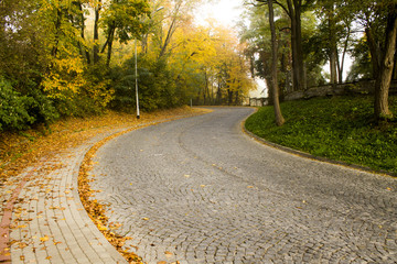 Autumn yellow leaves on the trees