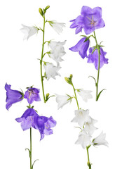 Obraz na płótnie Canvas white and lilac garden isolated bellflowers