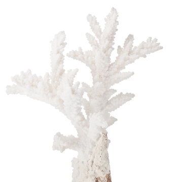 white small isolated coral branch