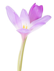 light lilac crocus two flower on white