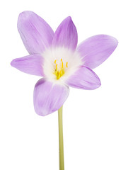 isolated large lilac crocus single flower