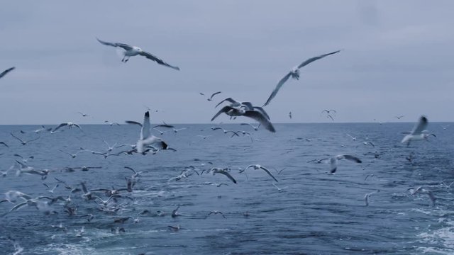 Flock of Seagulls Fly over the Sea Looking for Food.  Shot on RED Cinema Camera in 4K (UHD). 