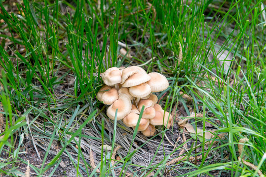 Gathering mushrooms. Leccinum mushroom, mushroom photo, forest photo, forest mushroom, forest mushroom photo. Mushroomer gathering mushrooms.Mushroom hunting. Gathering Wild Mushrooms.