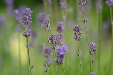 Obraz premium bloeiende lavendel in een stadstuin